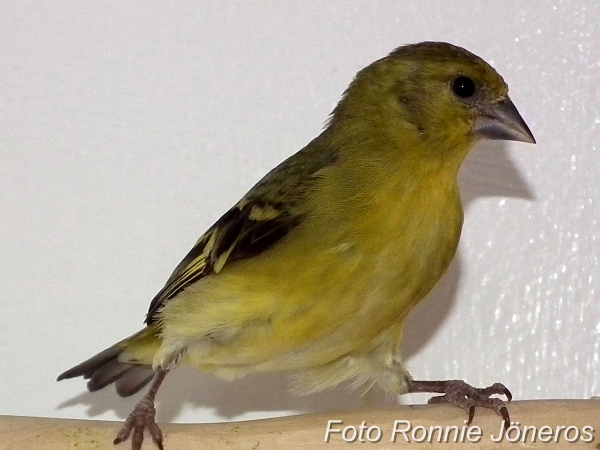 Gulkindad Siska hona (Carduelis yarrellii)